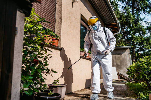 Best Wasp Removal Services  in Corry, PA