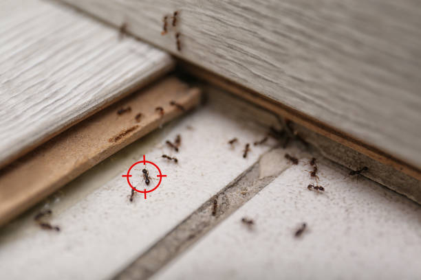 Best Residential Pest Control  in Corry, PA