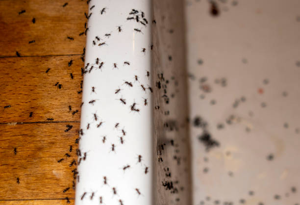 Professional Pest Control in Corry, PA