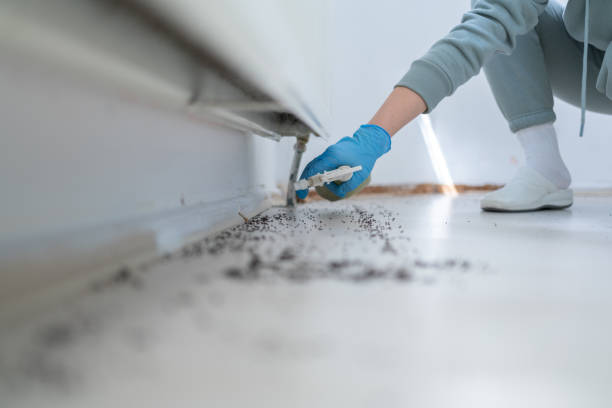 Best Wasp Removal Services  in Corry, PA